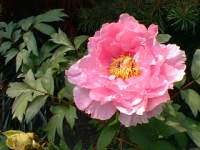 paeonia suffruticosa .jpg